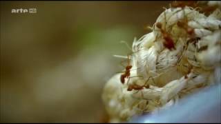 La Planète Des Fourmis Anatomie Dune Colonie  Documentaire [upl. by Cathryn]