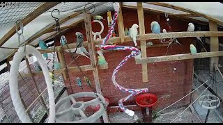 Live Budgies in their Aviary [upl. by Eltotsira]