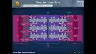 Istologia 19  Muscolare parte 1 [upl. by Mareld]