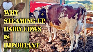 IMPORTANCE OF STEAMINGUP IN DAIRY CATTLE ANIMAL HEALTH [upl. by Randee573]