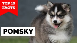 Pomsky  Top 10 Facts [upl. by Cornish]