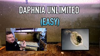 How I Raise Daphnia Water Fleas And You Can Too [upl. by Christie]