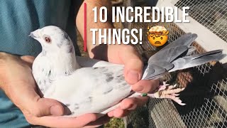 10 incredible things about homing pigeons [upl. by Arracahs]