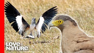 Lapwing Bird Parents Protecting Chicks From Eagle  Battle for Survival  Love Nature [upl. by Wahkuna]