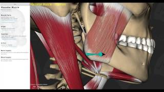 Muscles of Mastication Smart Lecture [upl. by Lednyk125]