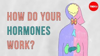 How do your hormones work  Emma Bryce [upl. by Chiaki]