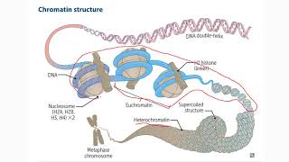 Diabetes Mellitus Part10 Mechanism of Action of Sulfonylurease  Antidiabetic Drugs  Diabetes [upl. by Bremen]