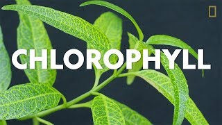 Definitions in the Field Chlorophyll [upl. by Oluas]