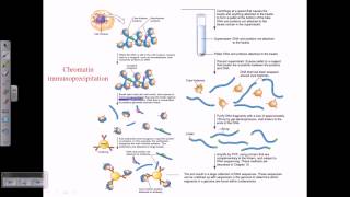 Chromatin immunoprecipitation [upl. by Sellma9]