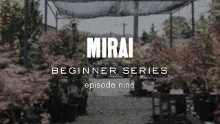 Bonsai Beginner Series  Repotting [upl. by Crescint758]