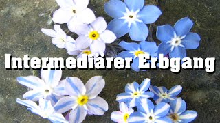 Intermediärer Erbgang schnell erklärt [upl. by Breeze51]