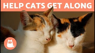 EXTREMELY Soothing Cat Therapy Music  Relax Your Cat [upl. by Jepson]