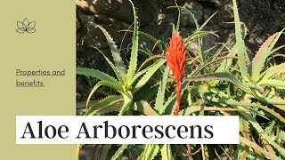 Aloe Arborescens Properties and benefits [upl. by Tressia]