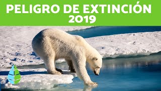 15 ANIMALES en PELIGRO de EXTINCIÓN 2019 [upl. by Reggis]