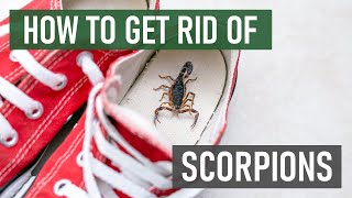 How to Get Rid of Scorpions 4 Easy Steps [upl. by Lucho7]