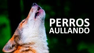 PERROS AULLANDO FUERTE  Aullidos de perros Sound Effect HD [upl. by Alleciram392]