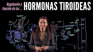 Fisiología endocrina III Hormonas tiroideas [upl. by Danais]