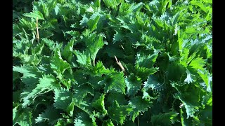 Stinging Nettle  Uses and Benefits [upl. by Knorring919]