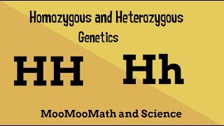 Homozygous vs Heterozygous Genotype [upl. by Eitsrik]