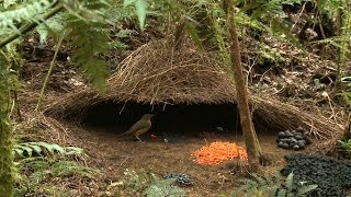 Vogelkop Bowerbird Amblyornis inornata Hüttengärtner Burung Namdur Indonesia [upl. by Stephie841]