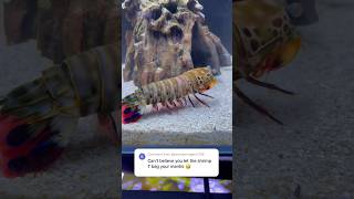 Giant Mantis Shrimp ANGRY at the Fans [upl. by Aikemal326]