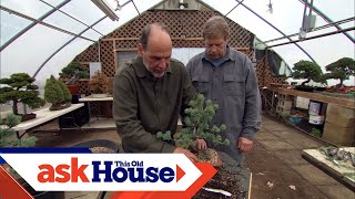 How to Create Bonsai from Regular Trees  Ask This Old House [upl. by Deadman]