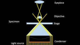 Dark field Microscopy Animation Parts Principle and Applications [upl. by Ariaz919]