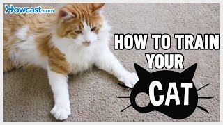 How to train your Cat [upl. by Mahda]