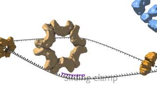 DNA Replication [upl. by Pacien]