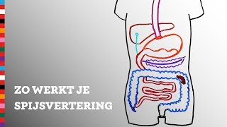 Hoe werkt je spijsvertering  Voedingscentrum [upl. by Erasaec370]