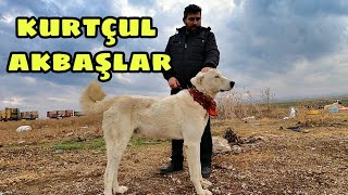 AKBAŞLAR SÜRÜYE KURT SOKMUYOR [upl. by Leban973]