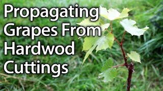 How to Propagate Grape Vines from Hardwood Cuttings Successfully [upl. by Panchito]