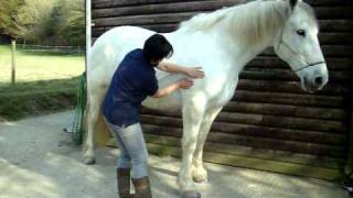 Equine Massage Therapy [upl. by Batista]