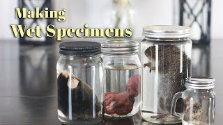 Making Wet Specimens [upl. by Newby]