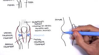 Clinical Anatomy  Knee [upl. by Rodavlas19]