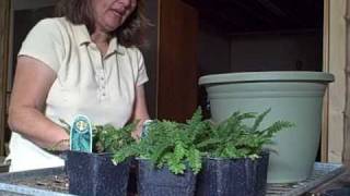 Growing and Transplanting Rosy Maidenhair Fern [upl. by Anirok569]