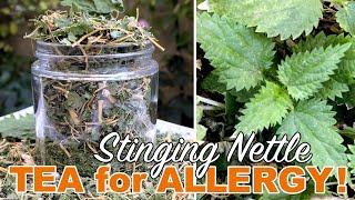 Stinging Nettle Root Tea amp Compost Tea Harvest amp DIY [upl. by Thorrlow]