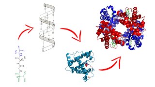 Estructura de las proteínas  Medicina en 5 MINUTOS [upl. by Leslie611]