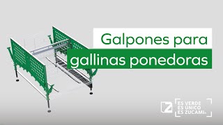 Galpones para gallinas ponedoras excelentes resultados de producción Avicultura moderna de ZUCAMI [upl. by Htessil]