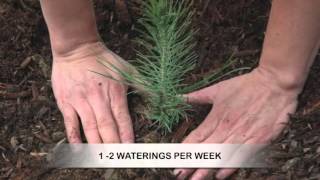 How to Grow Pine Trees from Seed [upl. by Elston]