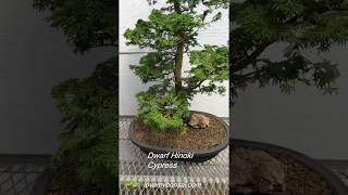 Dwarf Hinoki Cypress Specimen Bonsai Tree [upl. by Ahsiened]