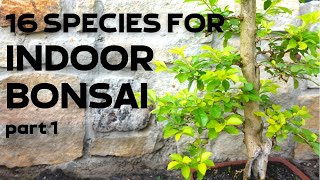 16 Tree Species for Indoor Bonsai Part 1 [upl. by Eidok]