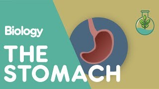 What Does The Stomach Do  Physiology  Biology  FuseSchool [upl. by Haram]