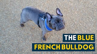 Blue French Bulldog Everything You Need to Know About the Adorable Frenchie [upl. by Qifahs]