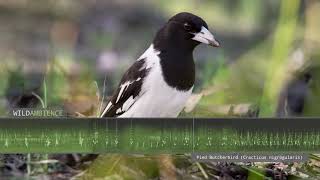 Pied Butcherbird Sounds  The song amp calls of one of the worlds most melodic songbirds [upl. by Baecher433]