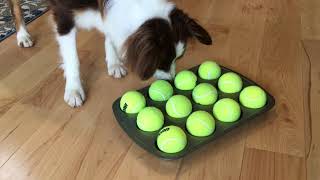 The Muffin Tin Game  Mental Enrichment for Your Dog [upl. by Haldis]