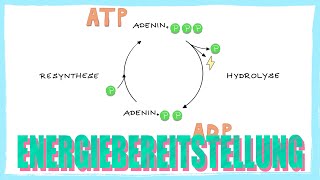 Energiebereitstellung  ATP Adenosintriphosphat Resynthese  Einstieg [upl. by Ludmilla]