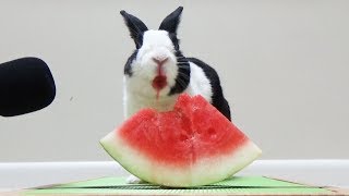 Rabbit eating watermelon ASMR [upl. by Teryn]