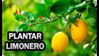 Como Y Cuando Plantar Un Limonero  Consejos Y Trucos  La Huertina De Toni [upl. by Dianne]