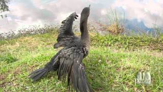 Florida Everglades  The Anhinga Trail [upl. by Ynnot]